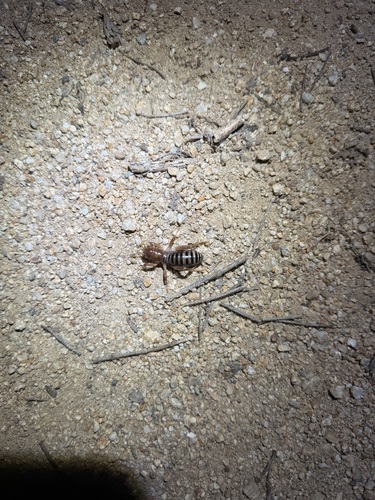 iNaturalist observation photo of North American Jerusalem Crickets