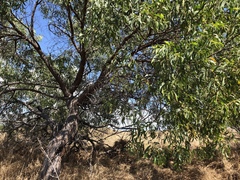 Acacia crassicarpa