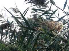 Phragmites australis