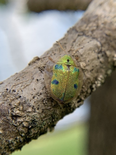 Iridescent Tortoise Beetle photo 4