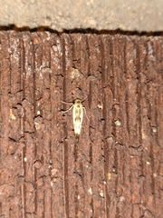 Scythris limbella