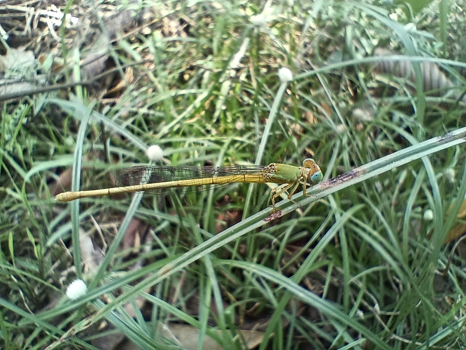 Coromandel Marsh Dart