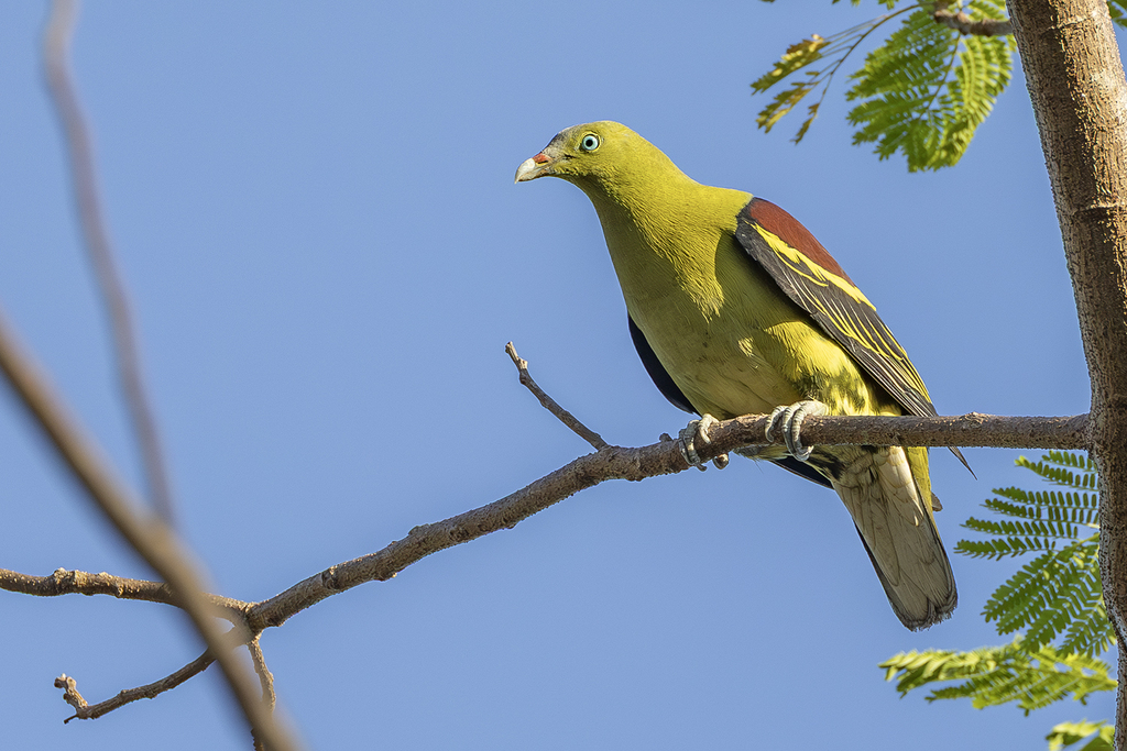 Philippine Green-Pigeon photo