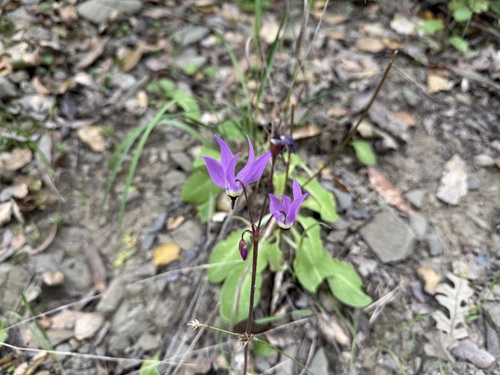 iNaturalist observation photo of Henderson's shooting star