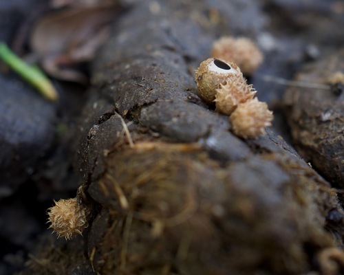 dung-loving bird's nest fungus