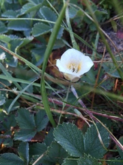 Calochortus subalpinus
