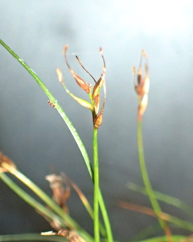 Carex austrotenella observed 2025-05-04