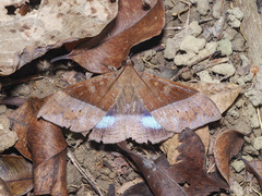 Ischyja