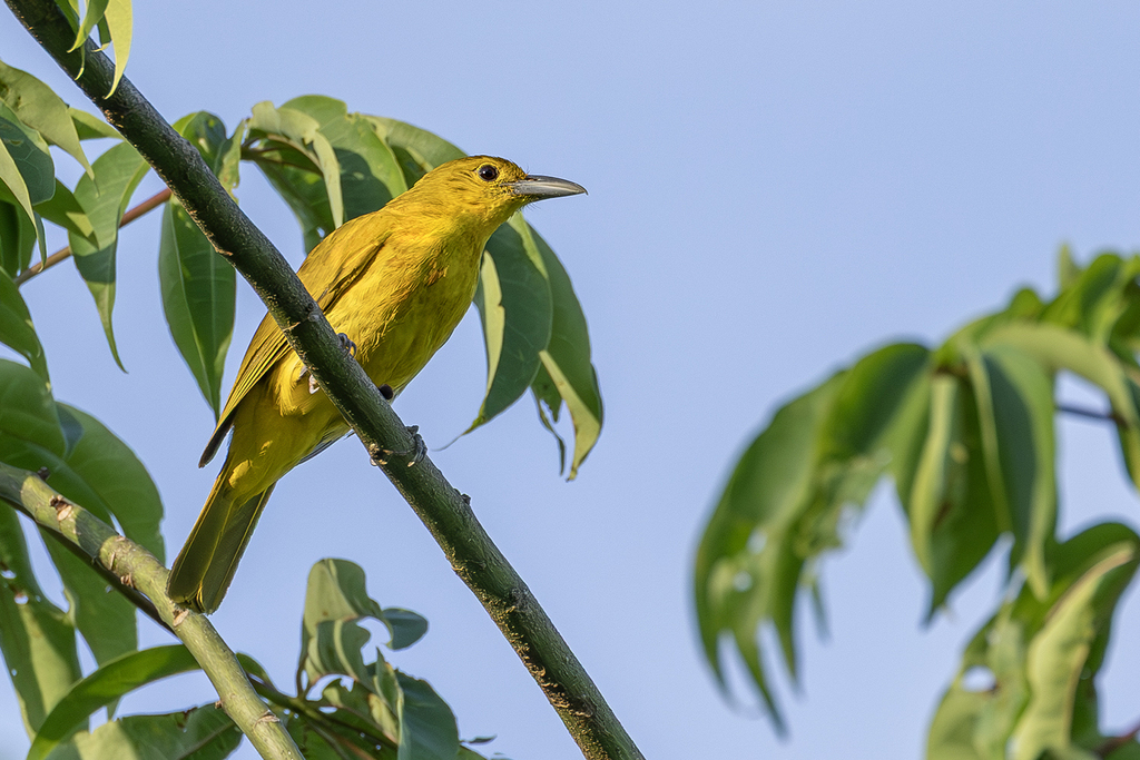 Isabela Oriole