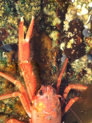 Grimothea planipes