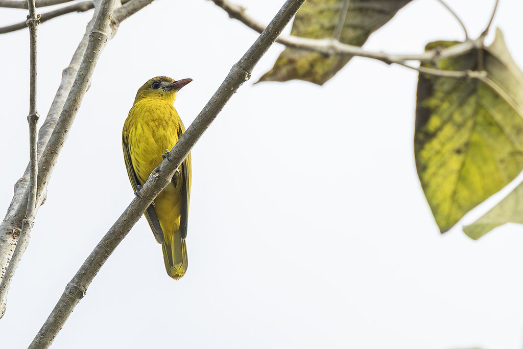 White-lored Oriole