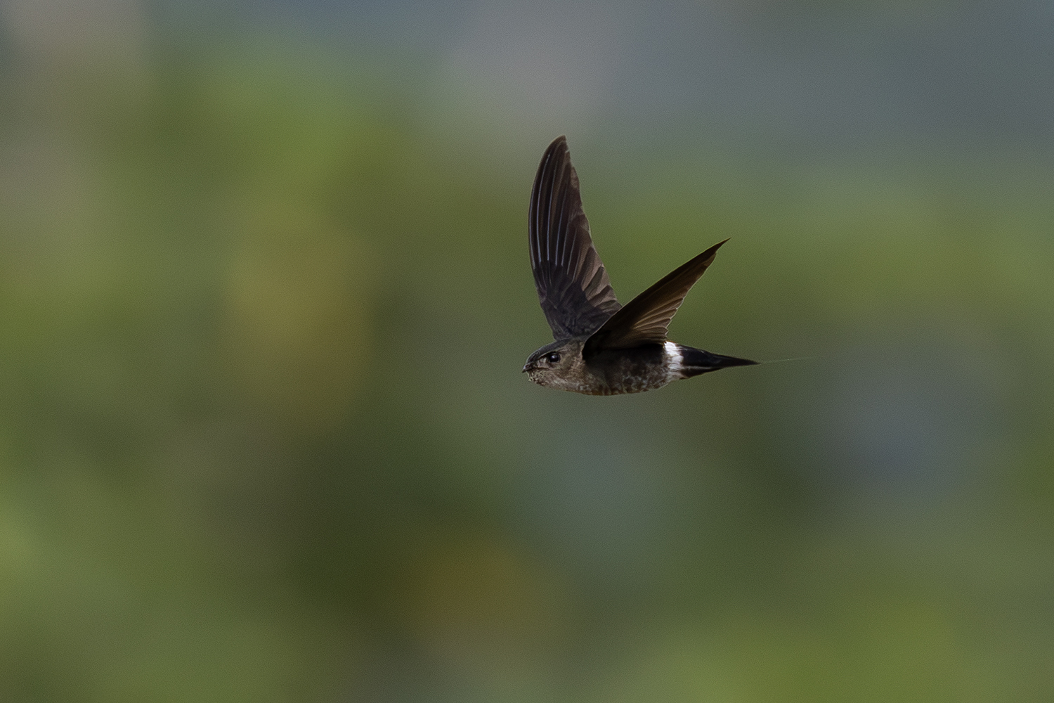 Pygmy Swiftlet illustration