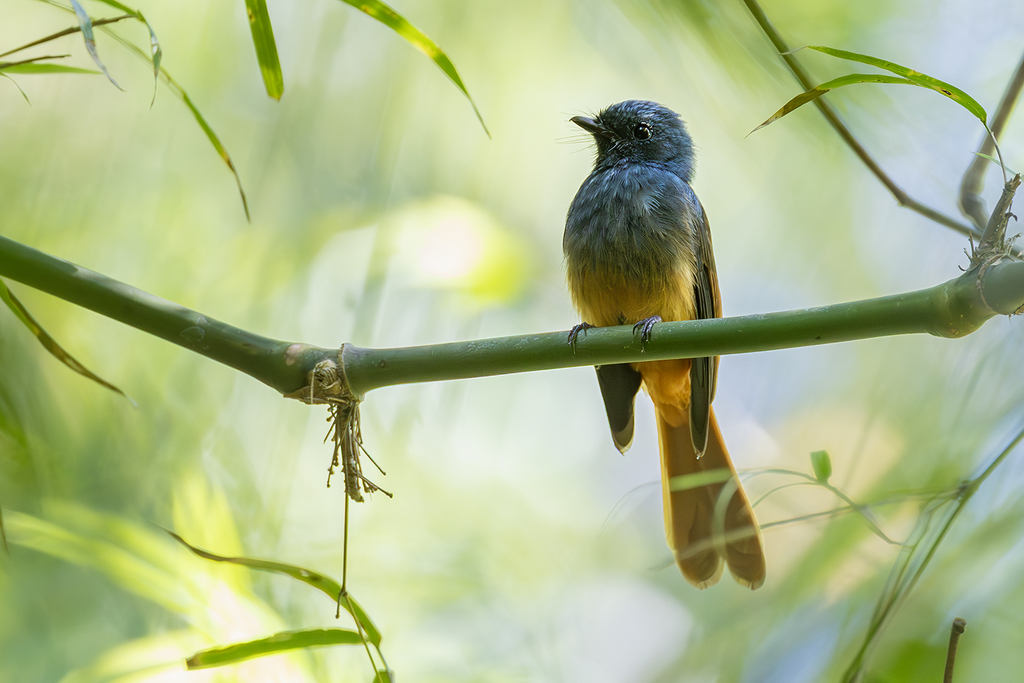 Blue-headed Fantail photo