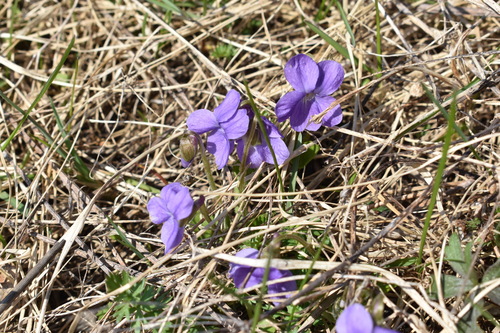 Hairy Violet