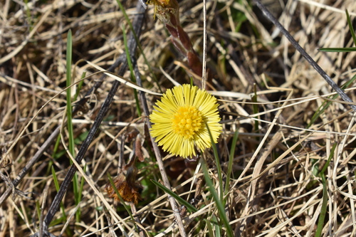 colt's-foot