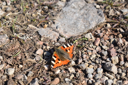 Small Tortoiseshell