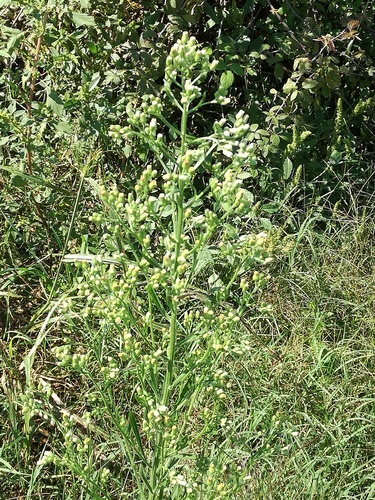 Horseweed