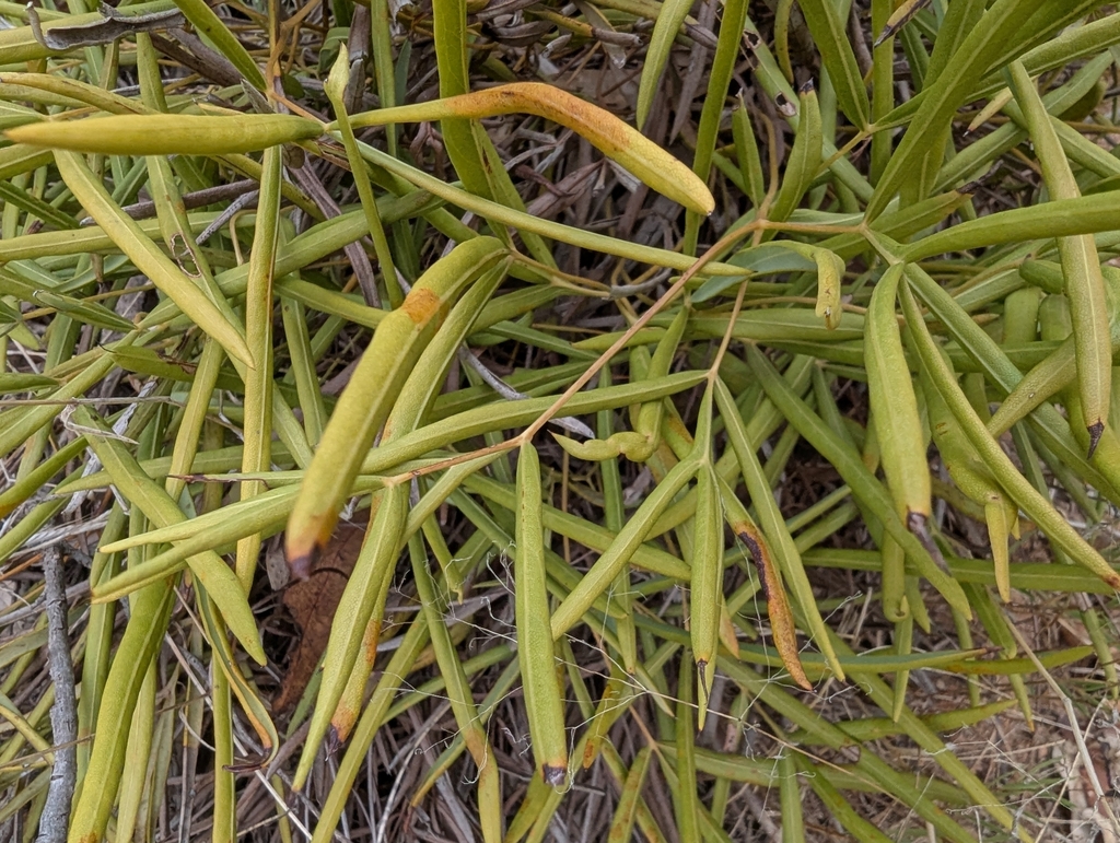 Synaphea pinnata