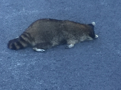 Procyon lotor