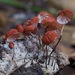 Pinwheels and Parachute Mushrooms - Photo (c) Adam Bryant, some rights reserved (CC BY-NC), uploaded by Adam Bryant