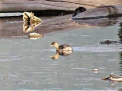 Tachybaptus ruficollis
