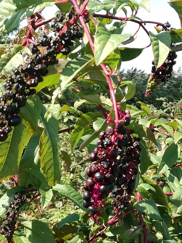 American pokeweed