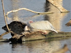 Pelecanus onocrotalus