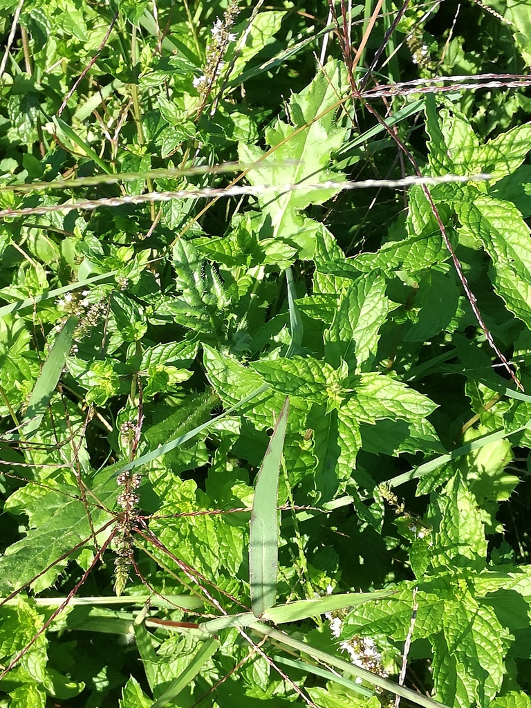 Menta romana