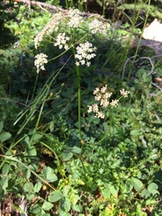 Ligusticum grayi