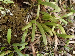 Notogrammitis patagonica