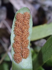 Notogrammitis patagonica