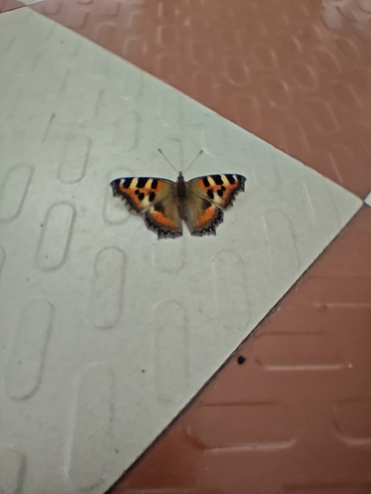 Indian Tortoiseshell