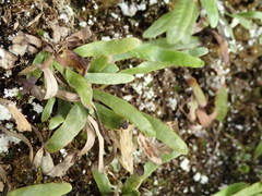 Notogrammitis patagonica