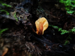 Cudoniaceae