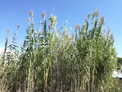Arundo donax