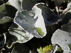 Brachyglottis haastii