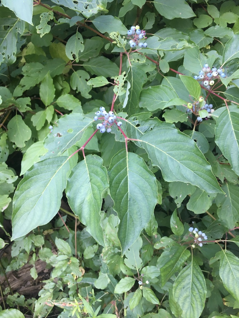 red osier dogwood