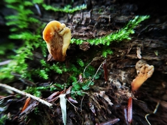 Cudoniaceae
