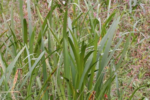 Image of Cycnogeton procerus by no rights reserved