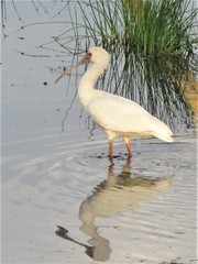 Platalea alba