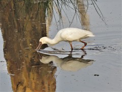 Platalea alba