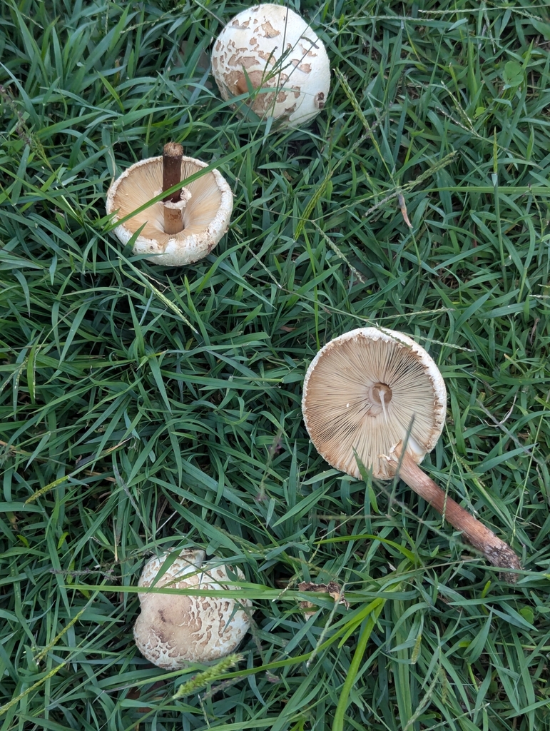 Chlorophyllum molybdites · May 2025 · photo: © rosiekstein (iNaturalist, cc-by)