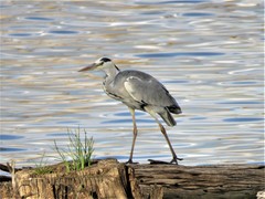 Ardea cinerea
