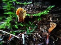 Cudoniaceae