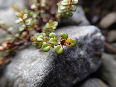 Veronica decora
