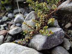 Veronica decora