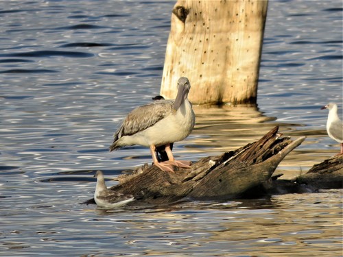 Pelícano rosado (Pelecanus rufescens)