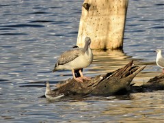 Pelecanus rufescens