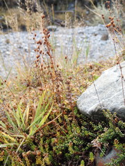 Veronica decora