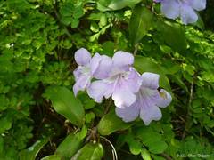 Bignonia binata